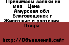 Принимаем заявки на мая › Цена ­ 140 - Амурская обл., Благовещенск г. Животные и растения » Птицы   